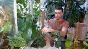 Размножение филодендрона/ Самый простой способ