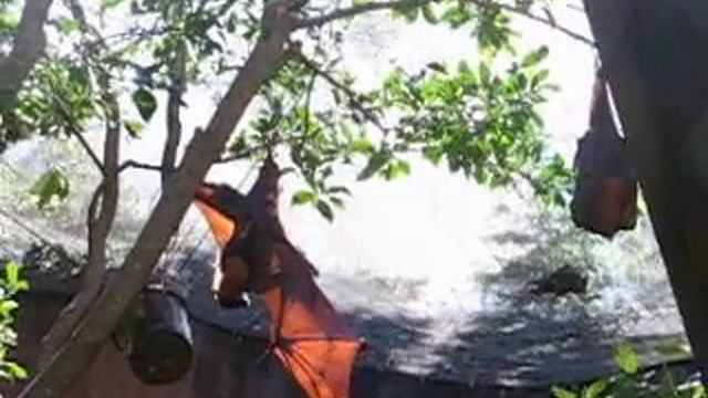 Летучая собака смотреть онлайн