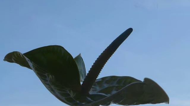 Grigoris Bithikotsis - Anoigo To Stoma Mou - Pascha - White Anthurium - 12-04-2015 смотреть онлайн