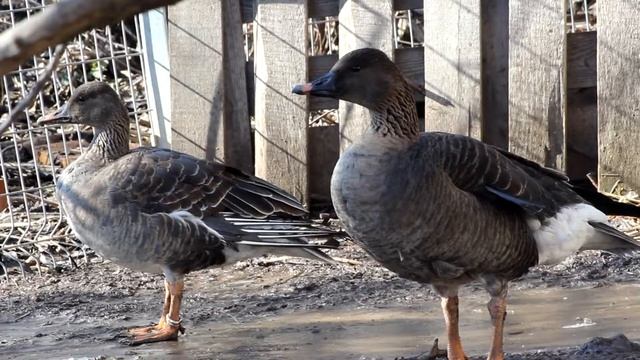 Гуси гуменники наблюдают за воронами смотреть онлайн