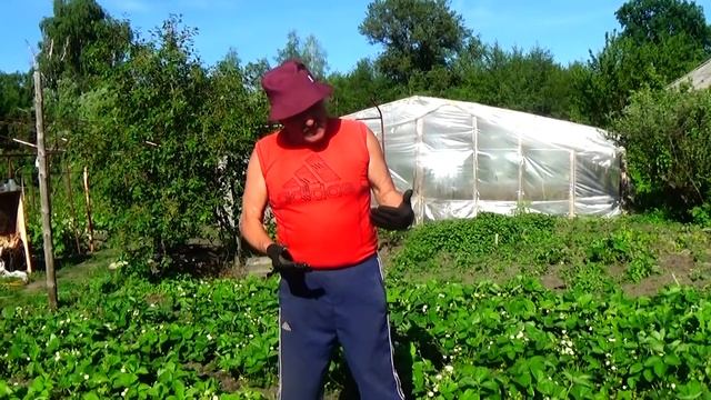 Клубника.Конец мая. Ягоды завязываются и увеличиваются... Что делать сейчас? ВОТ ЭТО !!! смотреть онлайн