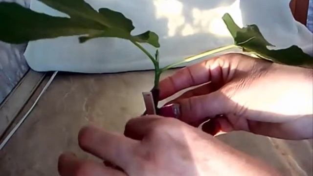 Инжир как вырастить дома из черенка размножить Fig Комнатный инжир Zimmer Feigen черенкование смотреть онлайн