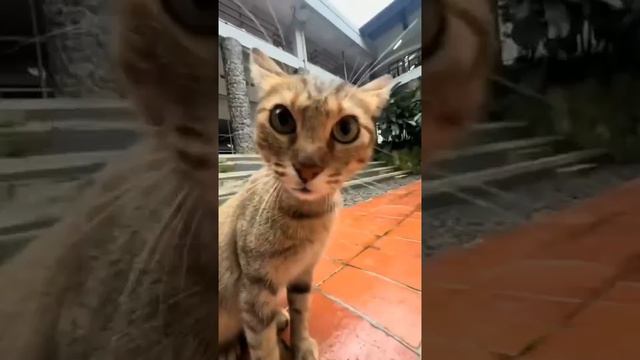 кошк ахах смотреть онлайн