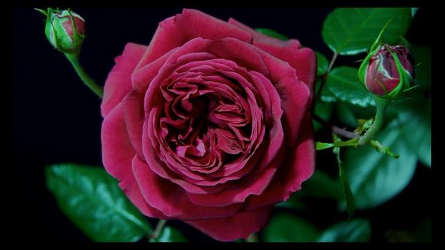 Timelapse Rose 4К. Royal Palace. Как распускается роза Роял Палас. смотреть онлайн