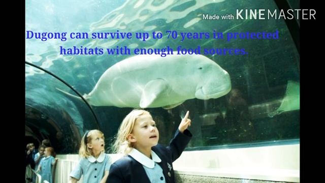 10 Unknown Facts of Dugong also known as Sea cow | | #3 Facts of Animals and Birds смотреть онлайн