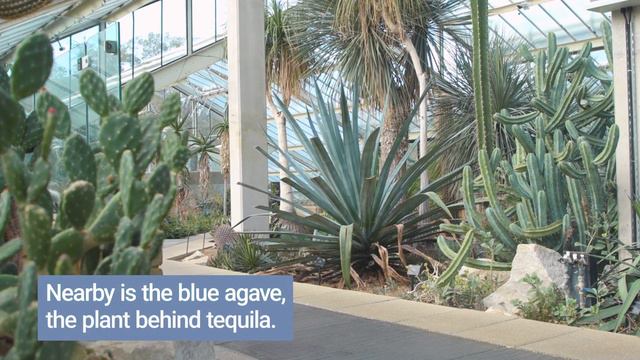 Celebrating Mexican plants at Kew Gardens смотреть онлайн
