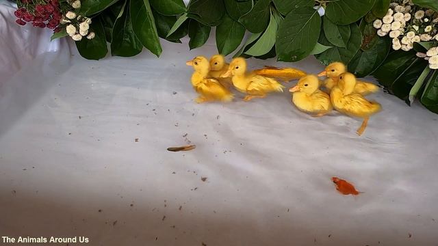 Baby Ducks Ducklings Oscar Fish Halfmoon Betta Goldfish Koi Carp Fish Catfish Cute animals Videos смотреть онлайн