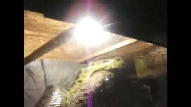 Поездка в Астану и океанариум и много интересного! смотреть онлайн
