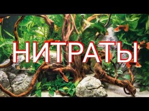КАК СНИЗИТЬ УРОВЕНЬ НИТРАТОВ В АКВАРИУМЕ