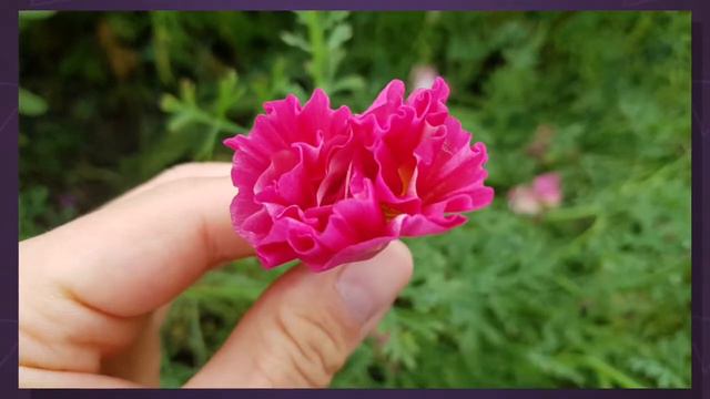 Callifornian Pink Poppy SEEDS! You will get seeds exact poppy you already see! смотреть онлайн