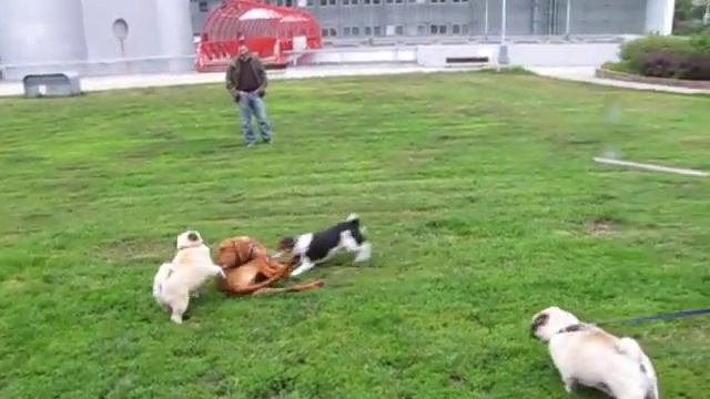 our pugs смотреть онлайн