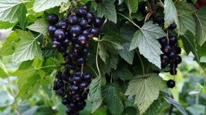 СОРТОВЫЕ СОРТА ЧЕРНОЙ СМОРОДИНЫ