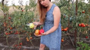 Обзор перца 2020 год. Сладкий перец Леся, Маркони фиолетовый, Аметист и др.