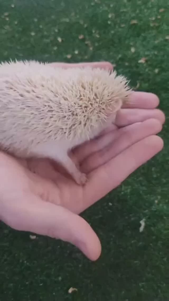 Контактная выставка ежиков для детей в Санкт-Петербурге смотреть онлайн