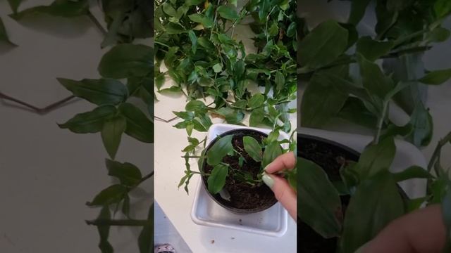 Делаем пышный куст традесканции! смотреть онлайн