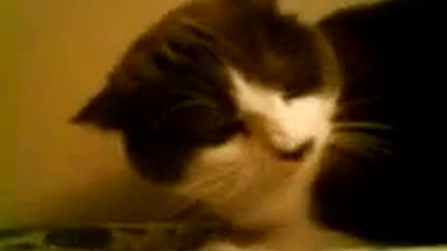 Агрессивная кошка смотреть онлайн