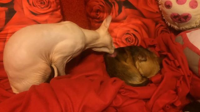 Чихуахуа Малина и сфинкс. Нежности) смотреть онлайн