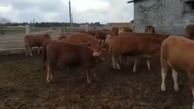 Лучшая племенная работа. Украина. Порода: Лимузин смотреть онлайн