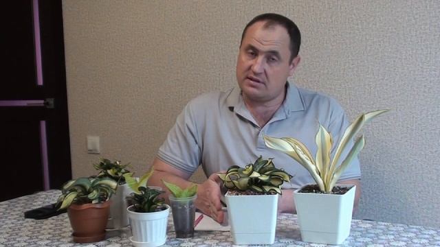Сансевиерия Ханни. Особенности коллекционных сортов. смотреть онлайн
