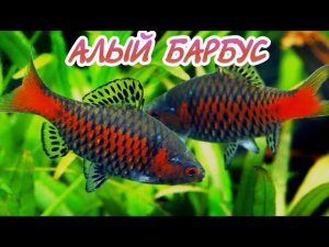 АЛЫЙ ИЛИ ОДЕССКИЙ БАРБУС. СОДЕРЖАНИЕ И РАЗВЕДЕНИЕ.