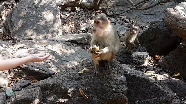 Кормление диких обезьян (Гоа) смотреть онлайн