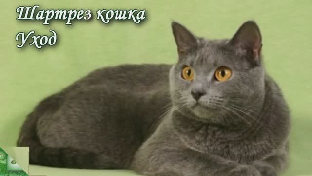 Шартрез.Уход и содержание смотреть онлайн