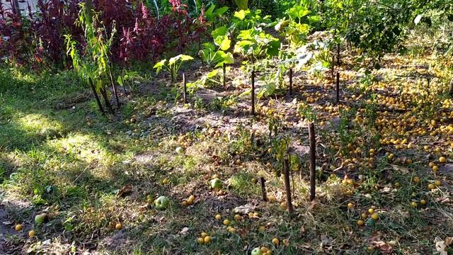 Алыча и не только ... смотреть онлайн