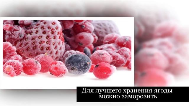 Как хранить фрукты и ягоды смотреть онлайн