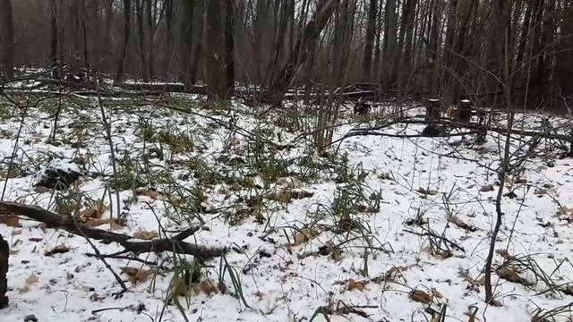 Поиски в зимнем лесу... смотреть онлайн