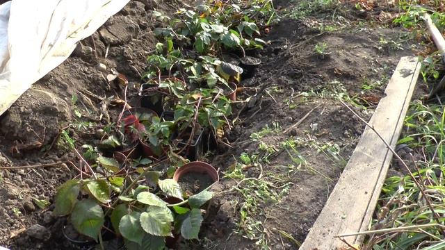 Мой первый опыт выращивания саженцев ежевики