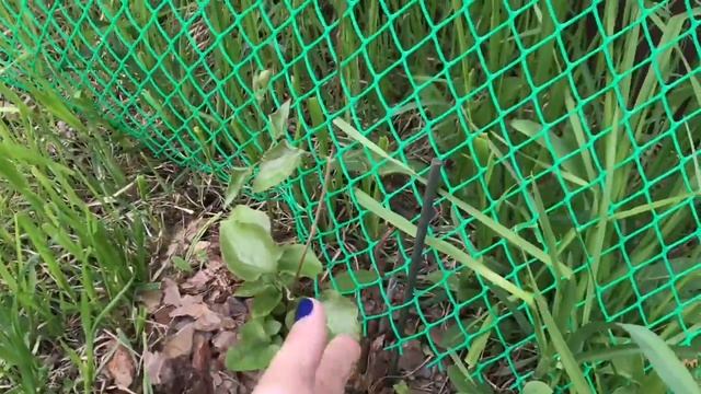 Многолетники из семян, мой опыт с Клематисами смотреть онлайн
