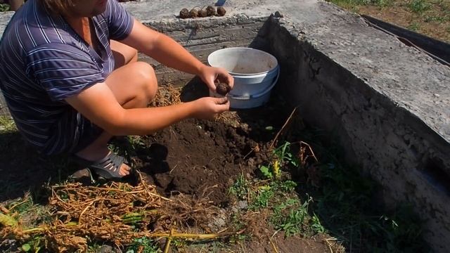 ПОСАДИЛ 10 КАРТОШИН В ОДНУ ЛУНКУ ОШЕЛОМИТЕЛЬНЫЙ РЕЗУЛЬТАТ Я ТАКОГО НЕ ОЖИДАЛ смотреть онлайн