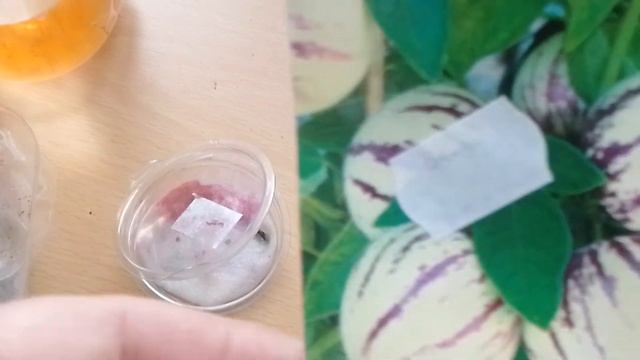 Дынная груша ПЕПИНО сажаем. Готовимся к посадкаи. И что в планах. смотреть онлайн