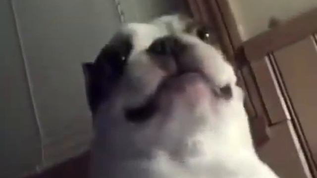 Невероятно прикольная смешная собака!