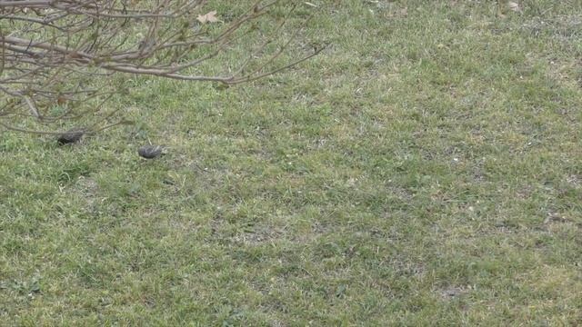 Шпаки. Sturnus vulgaris. Common starling. смотреть онлайн