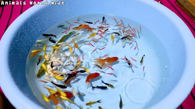 Big Python Cute Baby Ranchu Goldfish Molly Ping Pong Angelfish Cichlid Koi Carp Fish animals Videos смотреть онлайн