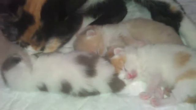 Котята-бриташки смотреть онлайн