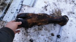 Опаливание говяжей ноги газом