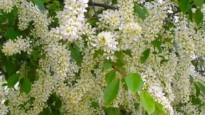 ДУША БОЛИТ, А СЕРДЦЕ ПЛАЧЕТ HD