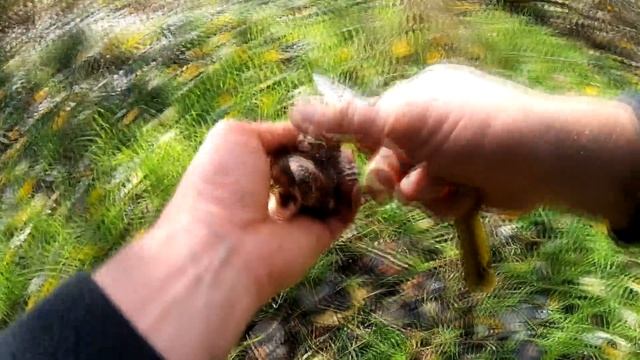 ВОТ ТАК ПОПЕРЛА РЯДОВКА ТОПОЛЕВАЯ. смотреть онлайн