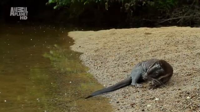 Какую скорость развивает обыкновенная щука (Esox lucius) при атаке во время броска ? смотреть онлайн