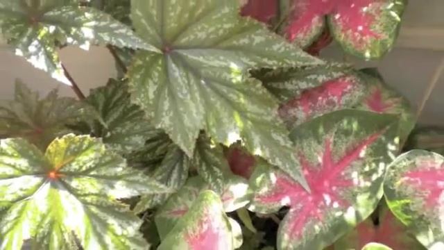 Begonia Gryphon смотреть онлайн