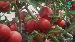 Томат Ланканг