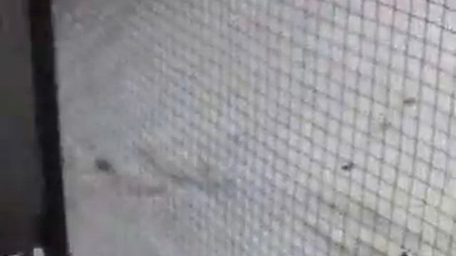 Фазаны,Павлины,смотреть смотреть онлайн