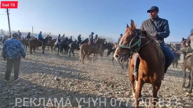 ЧАБАР АТТАР СООДА КЫЗЫДЫ! #байтв смотреть онлайн