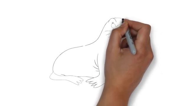 как нарисовать моржа,how to draw a walrus,cómo dibujar una morsa,comment dessiner un morse смотреть онлайн