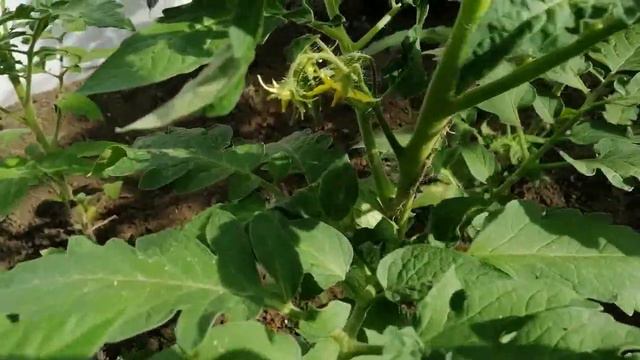 Начало лета.Утренний обзорчик двора и огорода