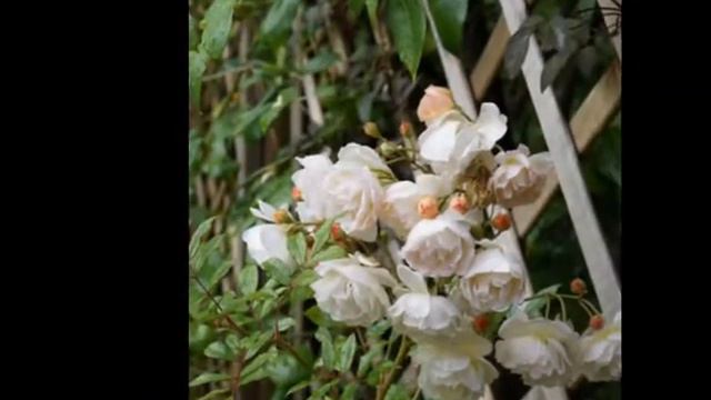 Les Roses du Jardin de Patou - 2014 смотреть онлайн