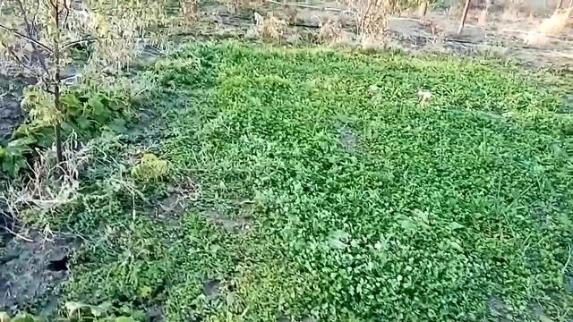 Люцерна после мороза смотреть онлайн