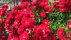 Роза Аустриана! Неубиваемая, неприхотливая!